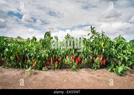 Anpflanzungen von Paprika im Feld. In einer Zeile Stockfoto