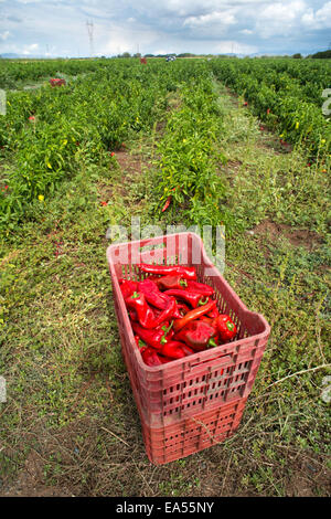 Kiste mit Paprika auf Plantage Stockfoto