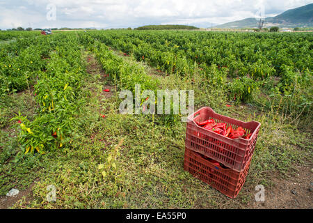 Kiste mit Paprika auf Plantage Stockfoto