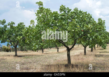 Pistazienbäume in Griechenland. Pistazien-Plantage Stockfoto