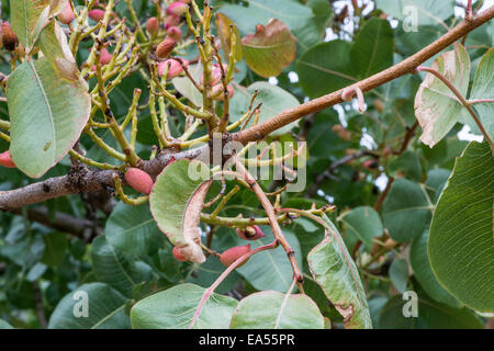 Pistazienbaum. Zweig mit Früchten hautnah Stockfoto