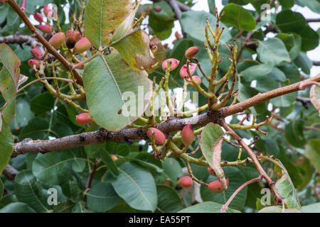 Pistazienbaum. Zweig mit Früchten hautnah Stockfoto