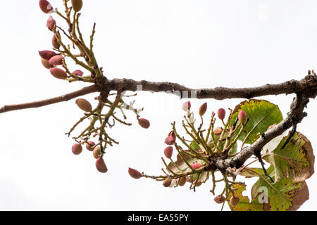 Pistazienbaum. Zweig mit Früchten hautnah Stockfoto