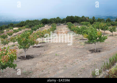 Pistazienbäume in Griechenland. Pistazien-Plantage Stockfoto