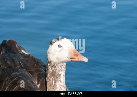 Nahaufnahme der Schuss einer inländischen Gans vor dem Blauwasser Hintergrund genommen bei Cheshunt, Herts Stockfoto