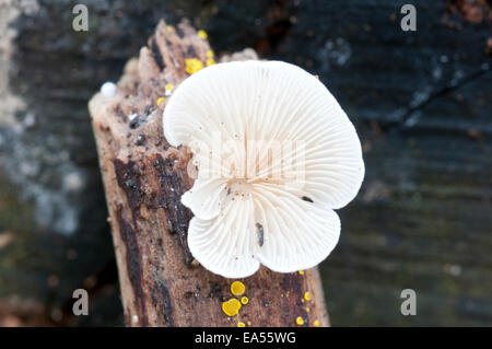 Nahaufnahme von der Unterseite von einem Oysterling Pilz auf ein Stück Holz zeigt die Kiemen und einige kleinere gelbe Pilze Stockfoto