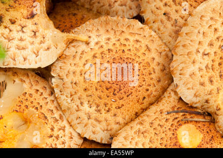 Nahaufnahme von einer Gruppe von Fruchtkörper des Pilzes Shaggy Scaly-Cap auf einem Baumstamm in Cheshunt, Herts Stockfoto