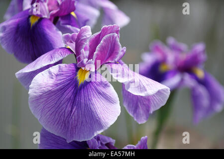 Japanische Iris Stockfoto