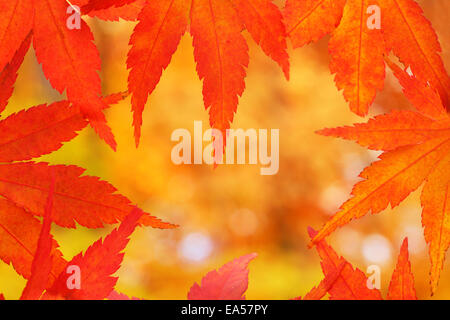 Blätter im Herbst Stockfoto