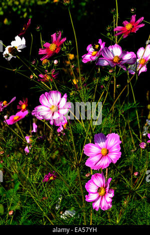 Cosmos Blumen (Cosmos Bipinnatus) in voller Blüte (Suzanne's Garden, Le Pas, Mayenne, Pays de la Loire, Frankreich) Stockfoto