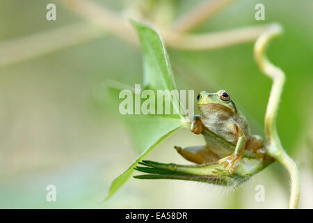 Japanischer Laubfrosch Stockfoto