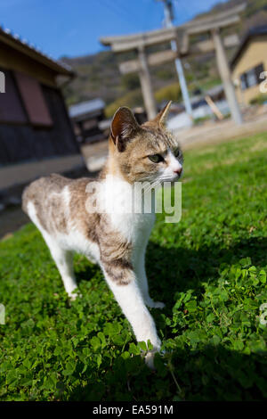 Streunende Katze Stockfoto