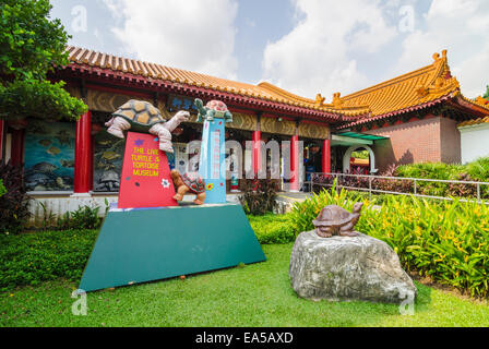 Das Live Turtle und Tortoise Museum in den chinesischen Garten, Singapur Stockfoto
