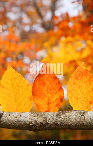 Blätter im Herbst Stockfoto