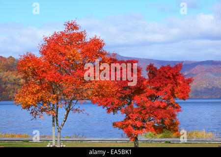 Herbst Farben, Präfektur Aomori, Japan Stockfoto