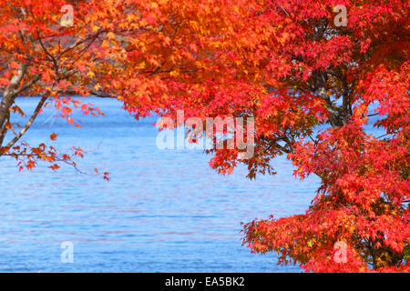 Herbst Farben, Präfektur Aomori, Japan Stockfoto