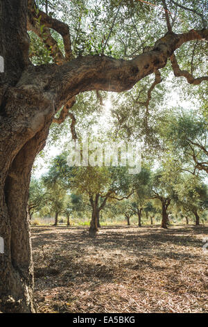 Olivenbäume und Sonnenstrahlen. Olive-Plantage Stockfoto