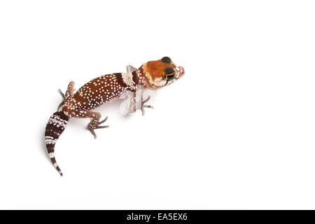 Australische Barking Gecko, Underwoodisaurus Milii, Jungtier Stockfoto
