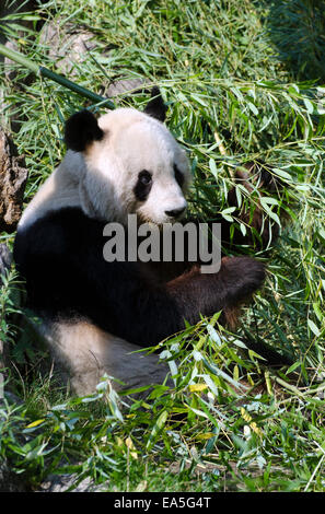 Giant Panda Bambus Wien Tiergarten Zoo kauen Stockfoto