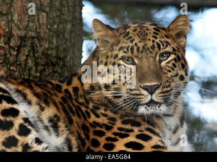 Weibliche Amur-Leopard (Panthera Pardus Orientalis) Kaia im Marwell Wildlife, Hampshire, England Stockfoto