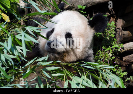 Giant Panda Bambus Wien Tiergarten Zoo kauen Stockfoto