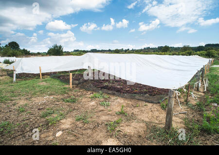 Trocknung der Trauben für Rosinen in der Natur Stockfoto