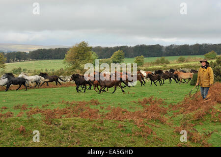 Dartmoor Pony driftet Stockfoto