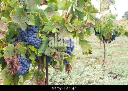 Blaue Trauben im array Stockfoto