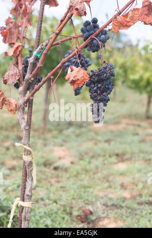 Blaue Trauben im array Stockfoto