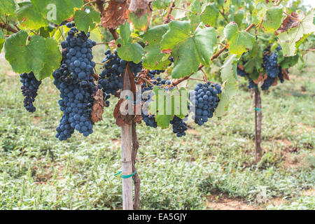 Blaue Trauben im array Stockfoto