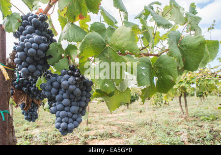 Blaue Trauben im array Stockfoto