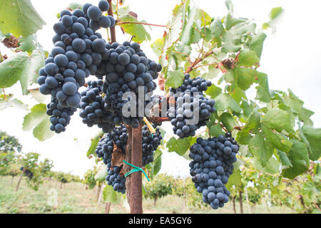 Blaue Trauben im array Stockfoto