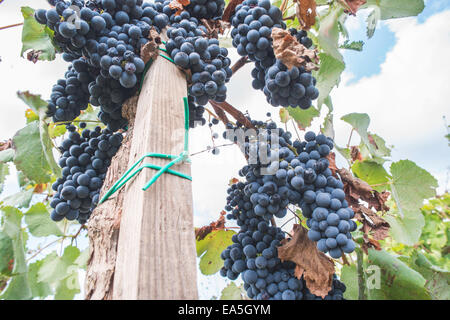 Blaue Trauben im array Stockfoto