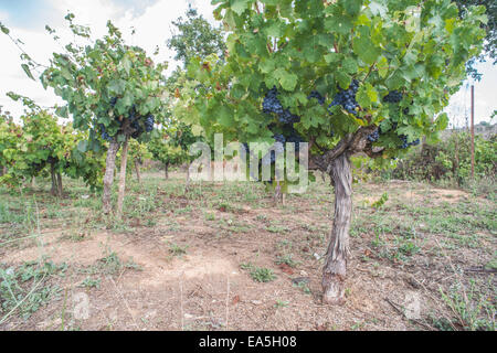 Blaue Trauben im array Stockfoto