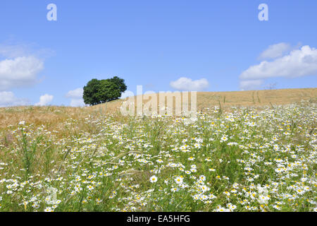 Feld Stockfoto