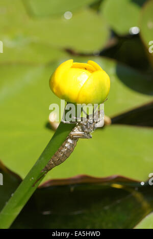 Libelle, Larve Stockfoto