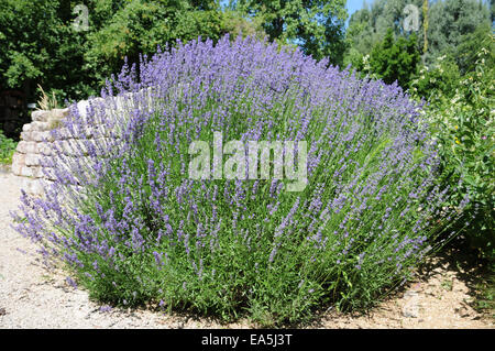 Lavendel Stockfoto
