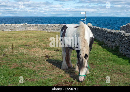 Pferdeweide Stockfoto