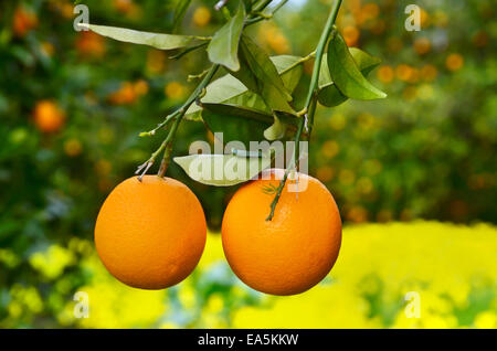 Zwei Orangen auf einem Baum Stockfoto