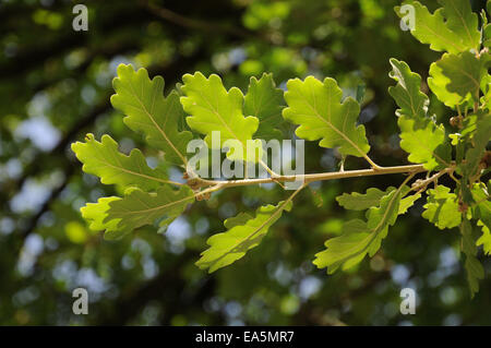 Flaum-Eiche Stockfoto