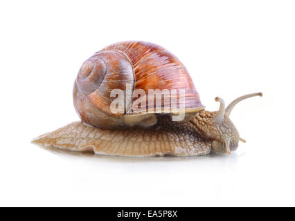 Helix Aspersa Schnecke Stockfoto