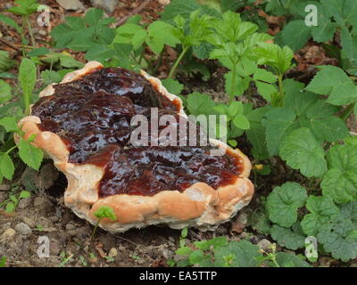 Lingzhi Pilz, Reishi Pilz Stockfoto