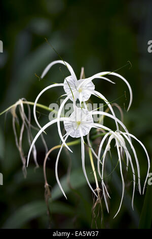 Spider Lily (Hymenocallis sp.) Stockfoto