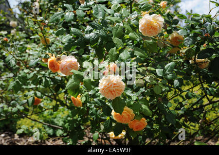 Englische rose Stockfoto