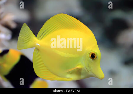 Zebrasoma gelbe Tang Fisch Stockfoto