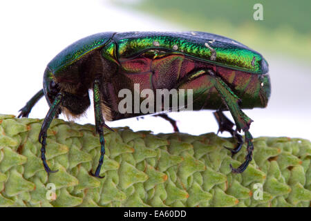 Rose Chafer kriecht auf einem Ast Stockfoto