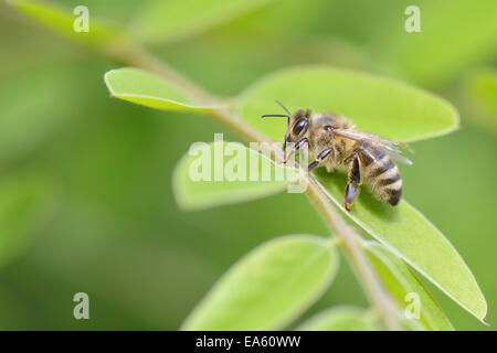 Mining bee Stockfoto