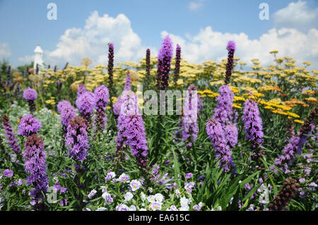 Blazingstar Stockfoto