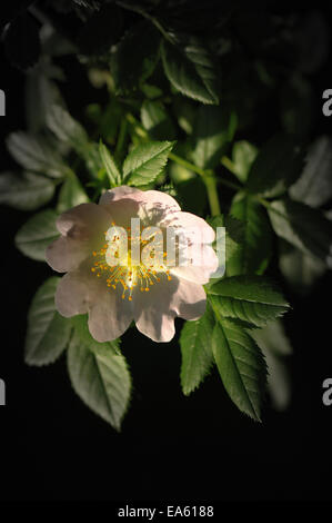 Dog Rose Stockfoto