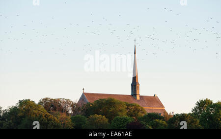 Vogelschwarm über Abtei von Vadstena, Schweden fliegen Stockfoto